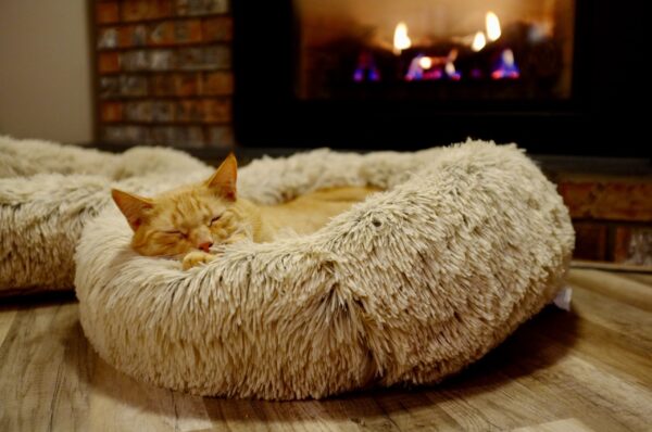 cat bed scaled 1