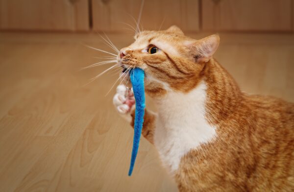 cat toy